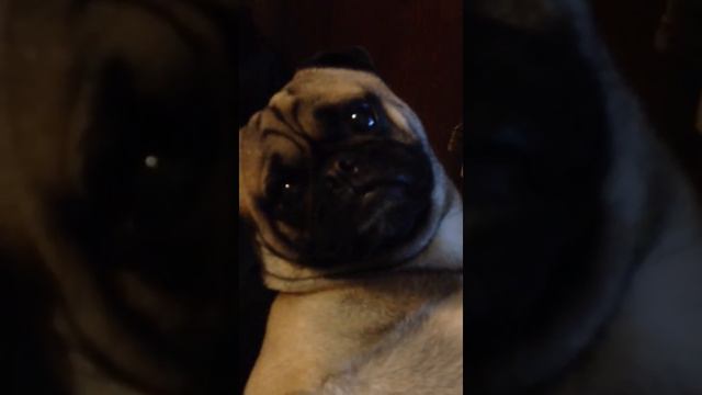 мопс....идем гулять смотреть онлайн