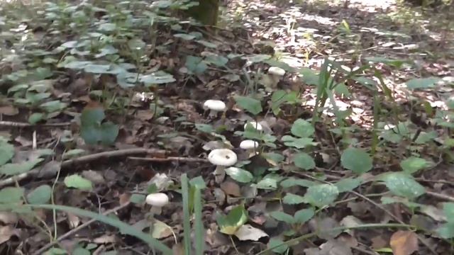 Грибник неудачник. смотреть онлайн