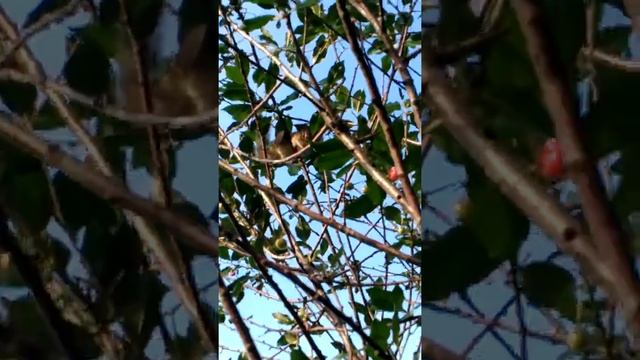 Наглый Бурундук на даче смотреть онлайн