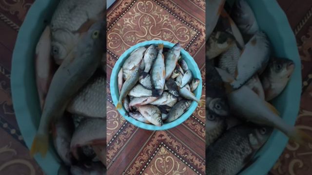 улов на северо крымском канале смотреть онлайн