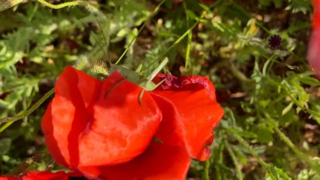 Маковые поля в Крыму. Мы приехали делать красивые фото на САМОЕ БОЛЬШОЕ маковое поле в Крыму. смотреть онлайн