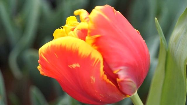 Rococo Tulips (мы теплица Лаврики , это наши тюльпаны! =) смотреть онлайн