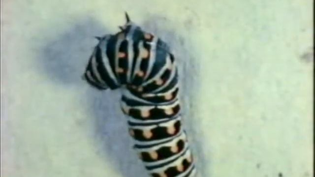 Институт Муди - История-Загадка (1980) смотреть онлайн