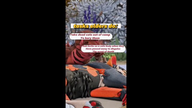 8 Minutes Of Amazing Wcue TikTok’s!!🐈🐈⬛