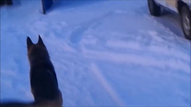 Утро  Мороз Дети Коровы Козы