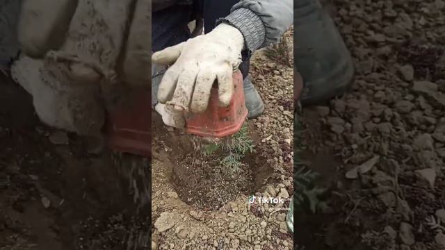 высаживаем черенок тут. пережил зиму. высаживаем в грунт. смотреть онлайн