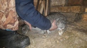 Как проверить крольчиху на беременность(сукрольность).