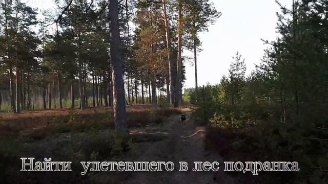 Дратхаар Идея весна 2019 смотреть онлайн