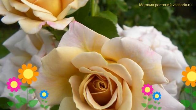 Роза грандифлора Хани джон. Краткий обзор, описание характеристик grandiflora rose Honey Dijon смотреть онлайн