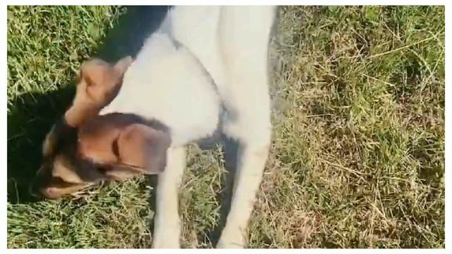 Москва и МО Мошка ищет дом смотреть онлайн