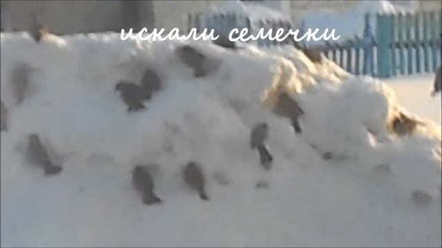 Как купаются птицы зимой. (мои наблюдизмы) смотреть онлайн