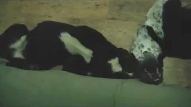 Гуря и Лимон смотреть онлайн