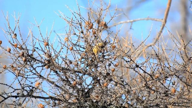 Обыкновенный Клёст, 26 января 2019 года. смотреть онлайн