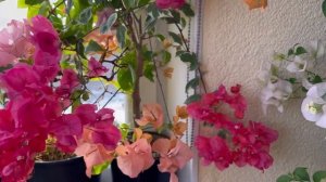 Цветение бугенвиллии на балконе весной