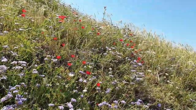 КАК КРАСИВО ЦВЕТУТ МАКИ В ИЗРАИЛЕ