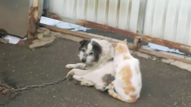 мир на всей планете смотреть онлайн