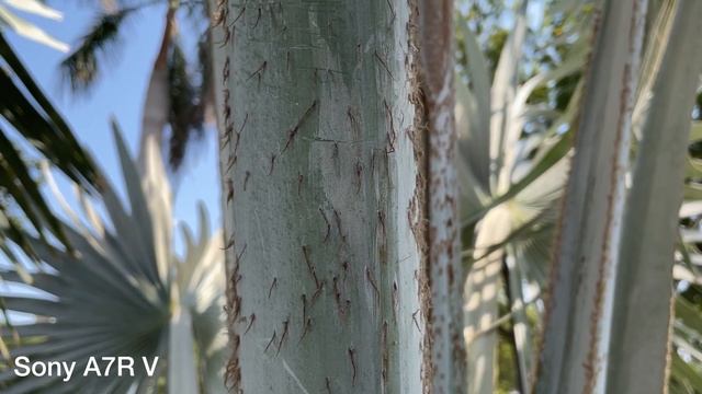 FujiFilm X-T5 vs Sony A7R V Camera Comparision смотреть онлайн