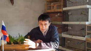 Простая подготовка канареек к размножению.Самкам скоро на гнездо чем покормить.Готовим кенара !