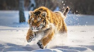 Дикая природа  России  Wildlife in Russia 4K