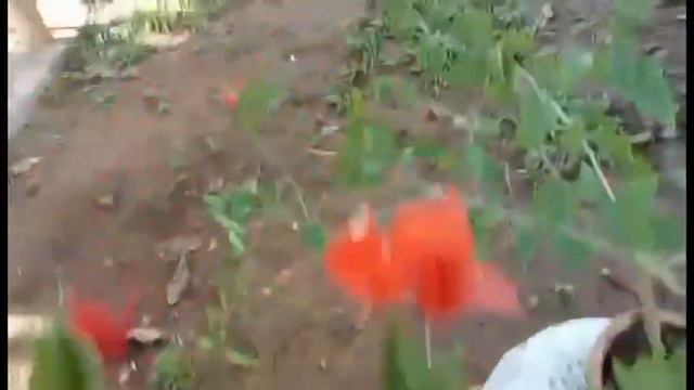 BOUGAINVILLEA I.D:FLAME OPAL смотреть онлайн