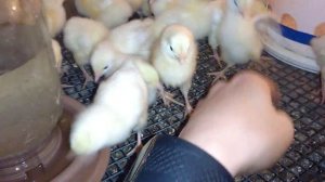 Делаем брудер для суточных цыплят, просто и дёшево.