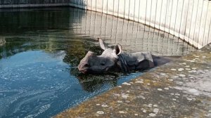 Носорог купается в бассейне варшавский зоопарк