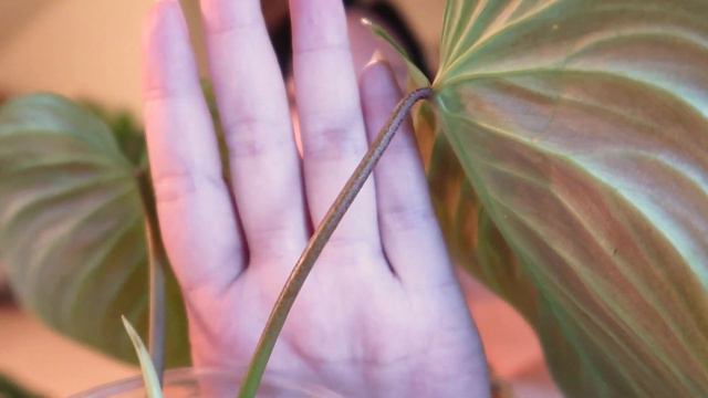 RARE PHILODENDRONS | PHILODENDRON MAJESTIC (philodendron Sodiroi X Philodendron Verrucosum)