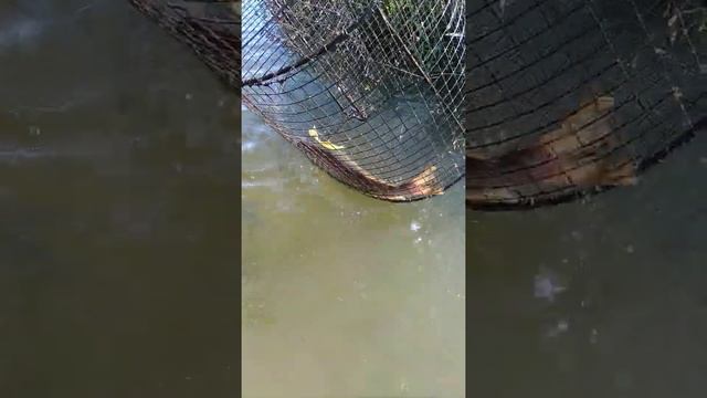 Ловим рыбку финской катиской на реке Дон. Не плохая щука зашла. смотреть онлайн
