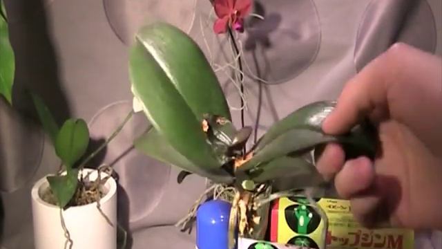 ФУНГИЦИД - КЛЕЙ ДЛЯ ОРХИДЕЙ _ РЕАНИМАЦИЯ ОРХИДЕЙ _ ТОПУДЖИН смотреть онлайн