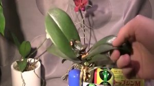 ФУНГИЦИД - КЛЕЙ ДЛЯ ОРХИДЕЙ _  РЕАНИМАЦИЯ ОРХИДЕЙ _  ТОПУДЖИН