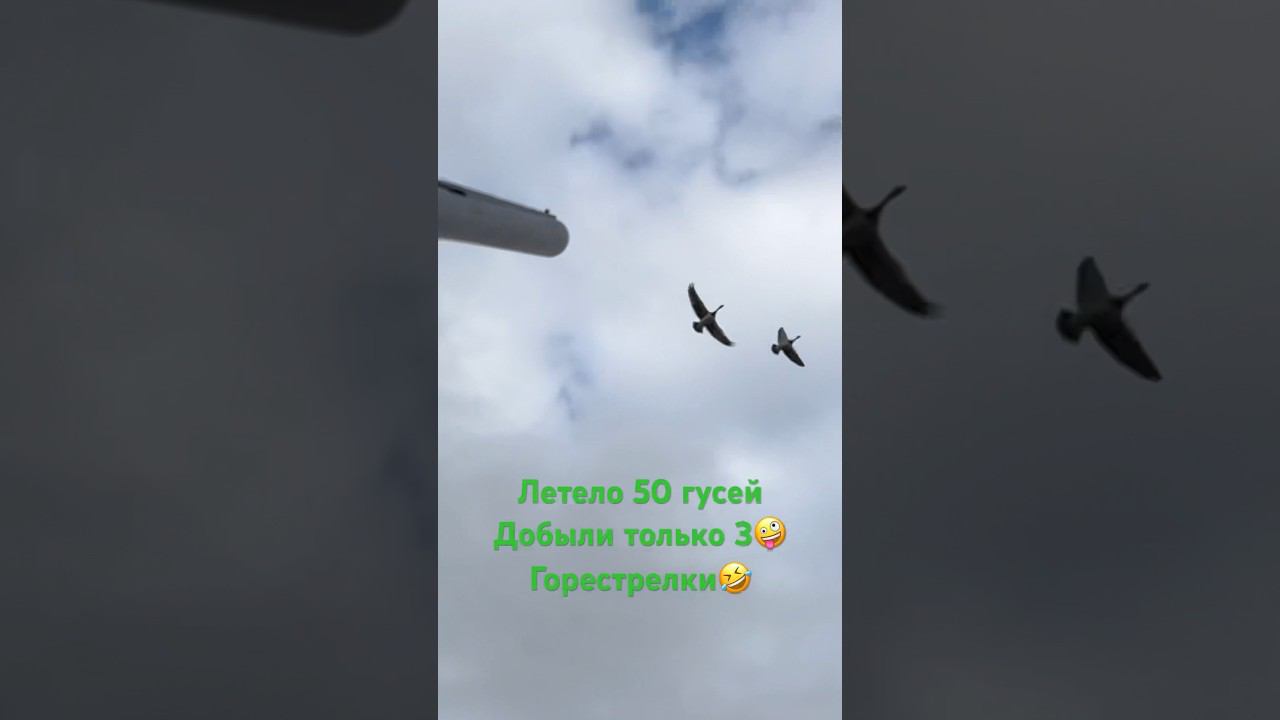 ✅ Налет стаи гусей. Охота на гуся 2023. #охотанагуся #охота смотреть онлайн