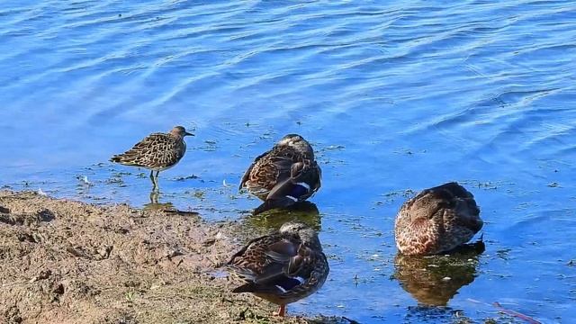 № 1663 28. 08. 2021 Кулик малый песочник и кряквы смотреть онлайн