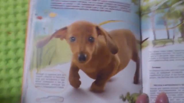 Халява для щенка от PEDIGREE. смотреть онлайн