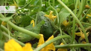 Срочно дайте огурцам одну из этих подкормок и урожай будете собирать вёдрами