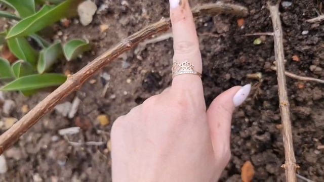 РЕЖЬТЕ СИЛЬНО! Если ХОТИТЕ КРУПНЫЕ ЦВЕТЫ! Как обрезать МОЛОДЫЕ метельчатые ГОРТЕНЗИИ весной смотреть онлайн