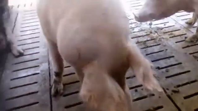 Свиноводство смотреть онлайн