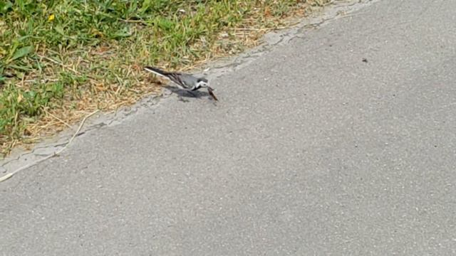 птица хищник -смертельная схватка смотреть онлайн