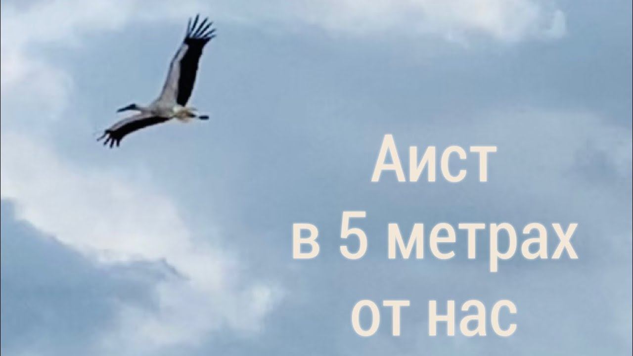 Аист. #птицы в живой природе