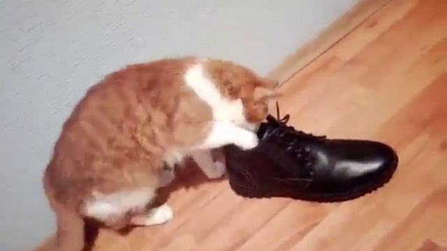 Кот и обувь гостя смотреть онлайн