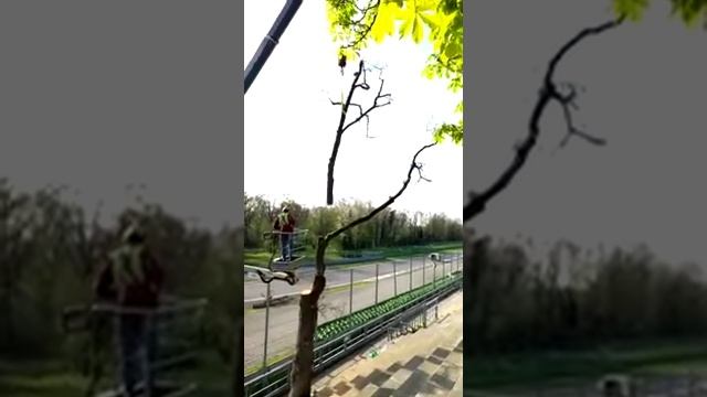 Trees Felling, Monza Racetrack.Автодром Монца Италия.Autodromo Di Monza. Abbattimento Quercia.