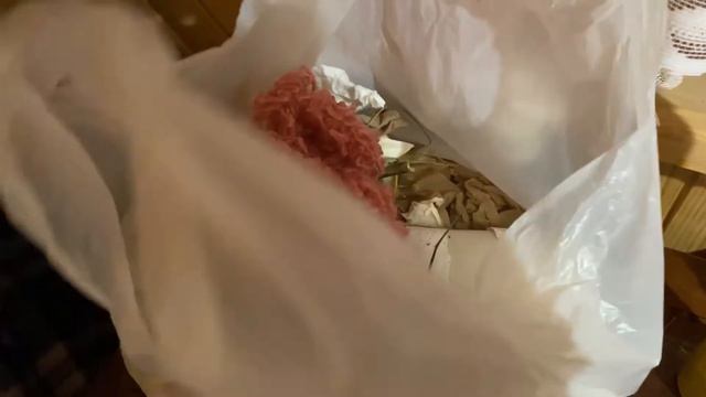 КРОЛИКИ СБЕЖАЛИ/ КРОЛИКИ ЭТО ПОРОЖДЕНИЕ САТАНЫ смотреть онлайн