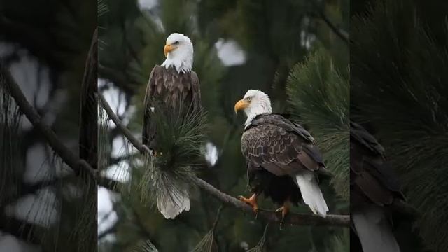 Береги природу ! смотреть онлайн
