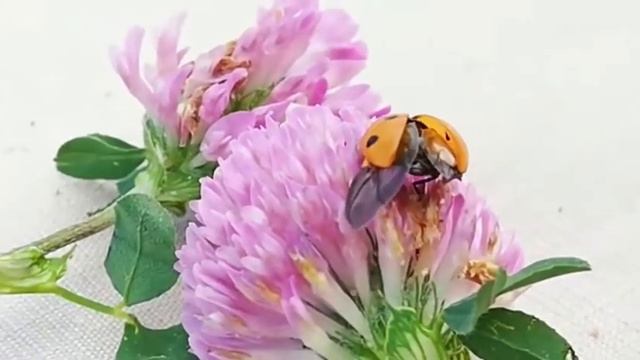 *СУПЕР... ПУСТЬ ВСЕГДА ЗВУЧИТ МУЗЫКА В ДУШЕ... смотреть онлайн