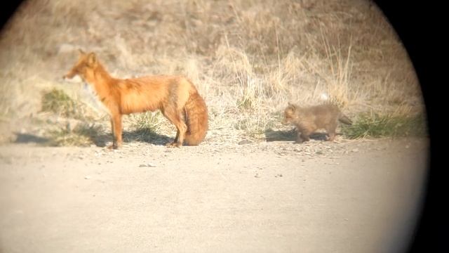 ? Чукотка / Чукотские Лисы / Угольные Копи / Анадырь смотреть онлайн