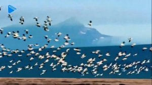 8 класс – География - Типы климатов России