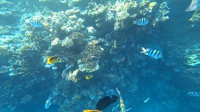 КРАСИВЫЙ КОРАЛЛОВЫЙ РИФ В ЕГИПТЕ. ОТЕЛЬ QUEEN SHARM RESORT. ШАРМ-ЭЛЬ-ШЭЙХ.