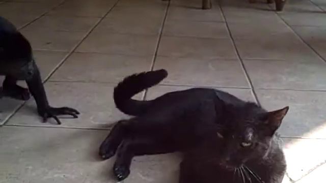 Gigio the howler monkey playing with Philipe the cat смотреть онлайн