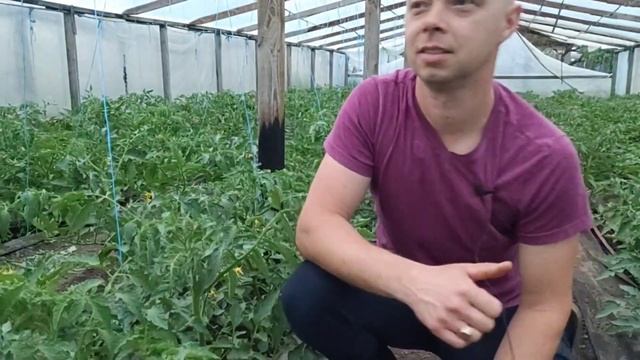 Как я опыляю томаты. Пасынкую . Сезон 2023. смотреть онлайн