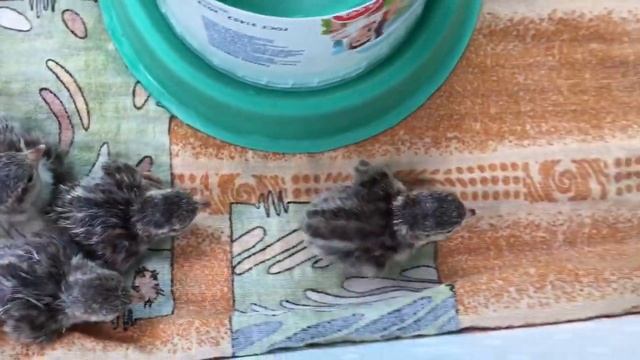 Птенцам кеклика два часа после вылупления. смотреть онлайн