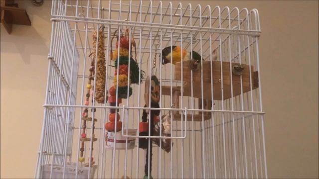 talking parrot Caique. говорящий попугай Каик смотреть онлайн